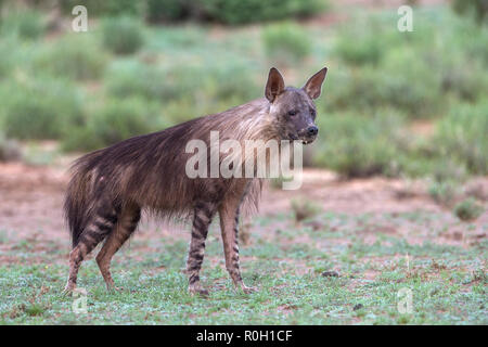 Braune Hyäne (Hyaena brunnea), Kgalagadi Transfrontier Park, Northern Cape, Südafrika, Stockfoto