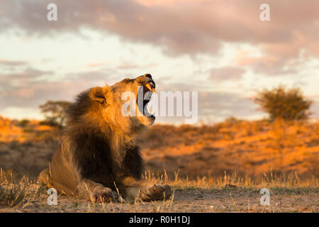 Löwe (Panthera leo), Stecker, Gähnen, Kgalagadi Transfrontier Park, Südafrika Stockfoto