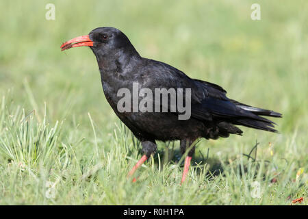 Red-billed Chough (Pyrrhocorax pyrrhocorax barbarus), für Erwachsene, die auf dem Gras in Marokko Stockfoto