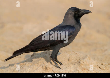 Haus Krähen (Corvus splendens), Seitenansicht eines Erwachsenen stehen auf dem Strand in Oman Stockfoto