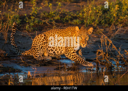 Leopard (Panthera pardus) Weibliche trinken, Chobe National Park, Botswana, Stockfoto