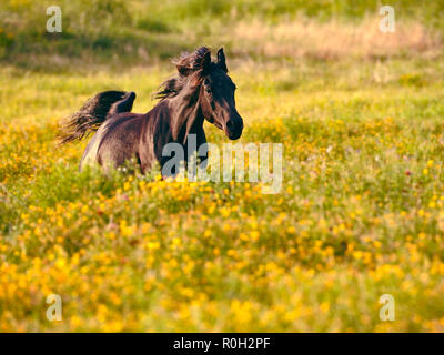 Schwarzes Arabisches Pferd läuft, spielt auf einer Wiese aus gelben Blumen. Stockfoto