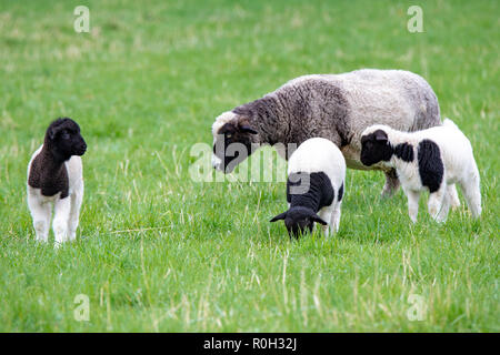 Drei schwarze und weiße Lämmer in einem Feld mit Ihrer Mutter sind eine ungewöhnliche Farbe Stockfoto