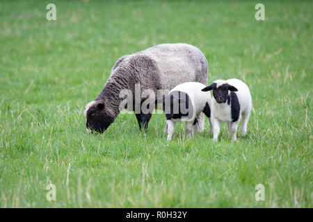 Ein schwarz-weißes Mutterschaf mit ihren schwarzen und weißen Lämmer auf einem Bauernhof im Frühling Stockfoto