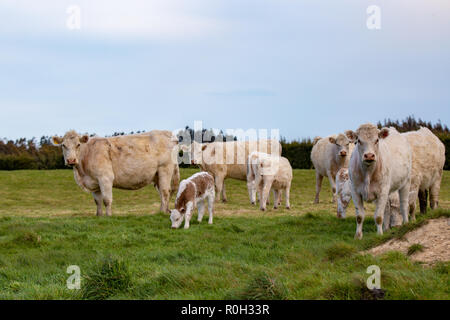 Weiße Kühe und ihre Kälber in einem Bauernhof Feld im Frühling, Neuseeland Stockfoto