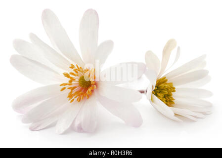 Anemone blanda weissen Schatten oder Grecian Windflowers auf weißem Hintergrund Stockfoto