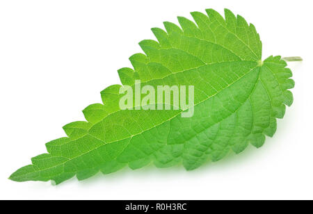 Brennessel Blätter über weißem Hintergrund Stockfoto