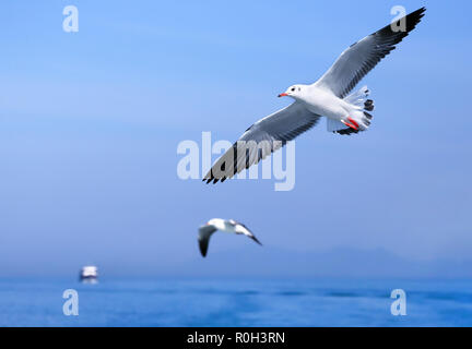 Möwen fliegen im blauen Himmel über dem Meer Stockfoto