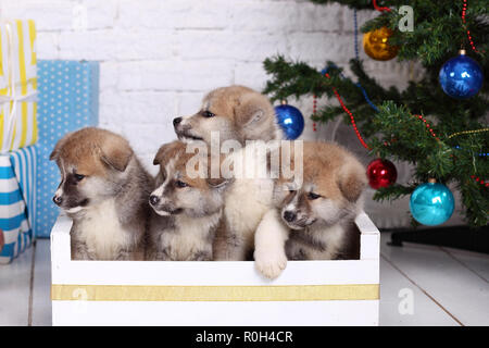 Japanische Akita-inu, Akita Inu hunde Welpen sitzt auf einem weißen Hintergrund. Stockfoto