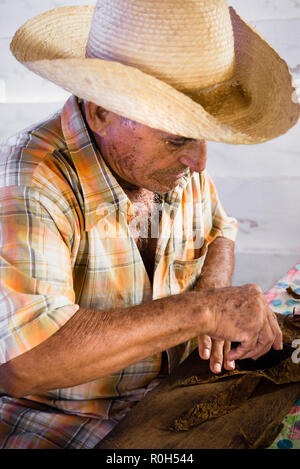 Portrait von kubanischen Tabak Bauer das Rollen einer Zigarre Stockfoto