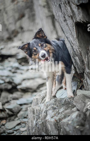 Eine dreifarbige Border Collie stehend auf einem Felsvorsprung von Schiefer und Spähen um die Ecke in einem Steinbruch auf Schloss Crag im Lake District, Großbritannien Stockfoto