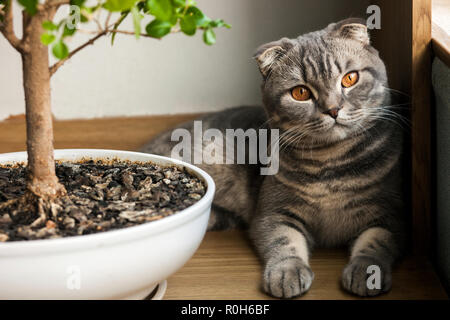 Graue Katze. Scottish Fold Katze Stockfoto