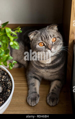Graue Katze Tier schottischen süße Katze Süße Stockfoto