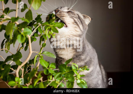 Graue Katze. Scottish Fold Katze Stockfoto