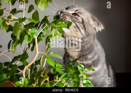 Kätzchen Katze Scottish Straight, lop-eared flauschige, Tier Stockfoto