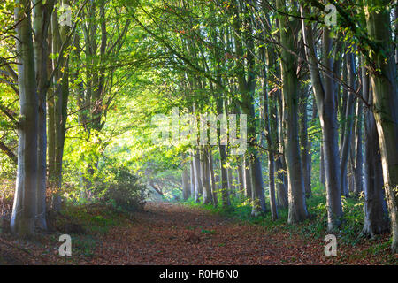 Linie der Hintergrundbeleuchtung Buche im Morgen Herbst Sonnenlicht, Cotswolds, Gloucestershire, England, Vereinigtes Königreich, Europa Stockfoto