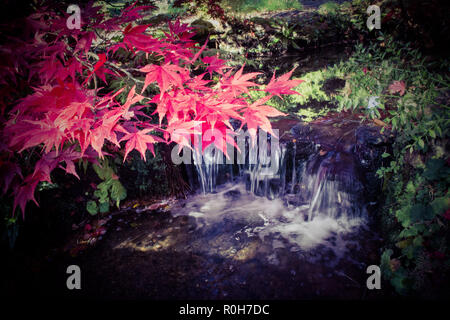 Newstead Abbey japanischen Garten auf einem mittlerem Herbstmorgen. Nottingham, England Vereinigtes Königreich Stockfoto