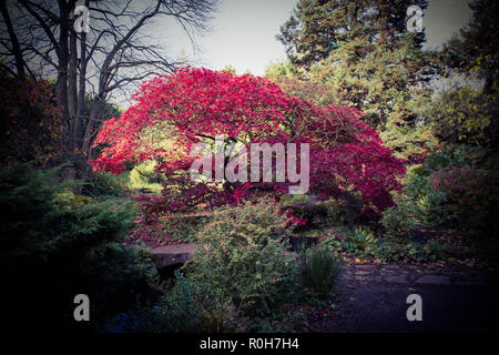 Newstead Abbey japanischen Garten auf einem mittlerem Herbstmorgen. Stockfoto