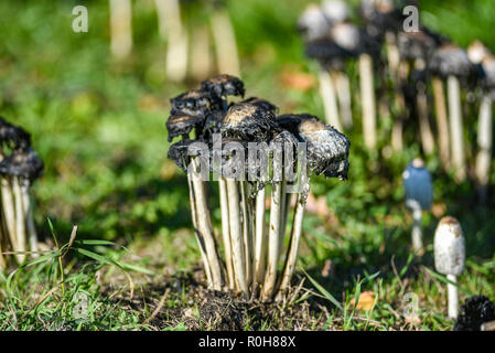 Coprinus comatus auf grünem Gras an einem schönen sonnigen Tag. Stockfoto