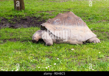 Galápagos-Riesenschildkröten (Chelonoidis nigra) essen Gras. Es ist das größte lebende Arten der Schildkröte. Stockfoto
