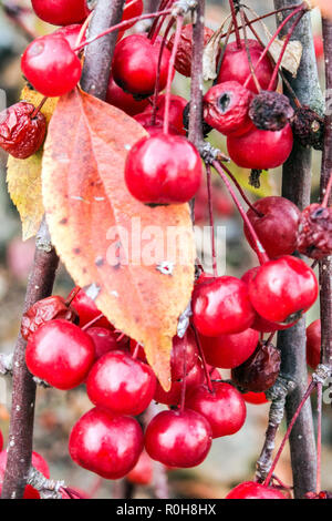 Holzäpfel, Früchte Malus 'Royal Beauty' Stockfoto
