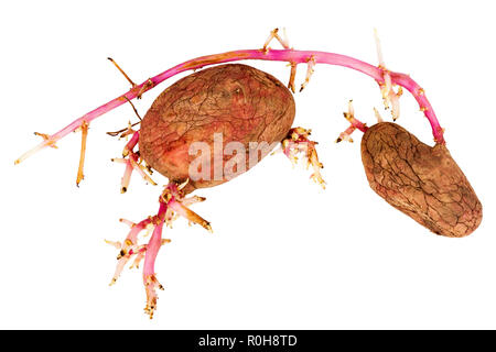 Alte gekeimte Kartoffeln Rosa auf weißem Hintergrund. Großen Sprossen Stockfoto