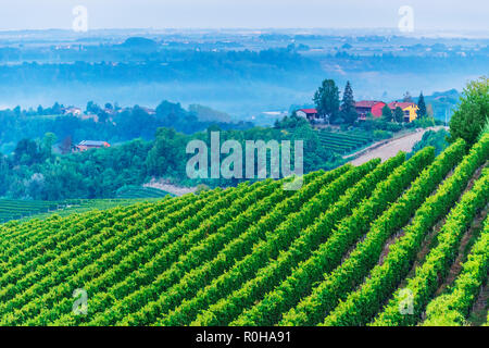Weinberge in der Provinz von Cuneo, Piemont, Italien. Stockfoto