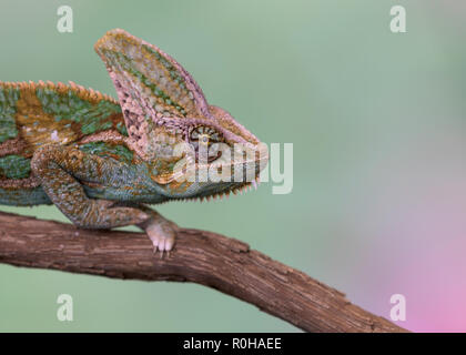 Closeup Profil Portrait eines Drachen Echse thront auf einem Ast Stockfoto