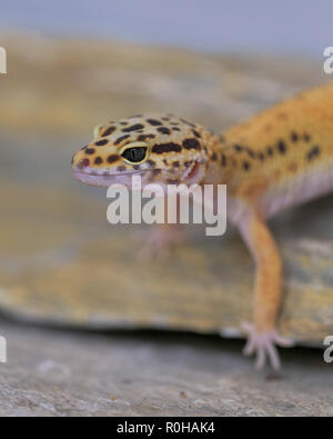 Closeup Profil Portrait einer gemeinsamen Leopard gecko auf einem Felsen Stockfoto