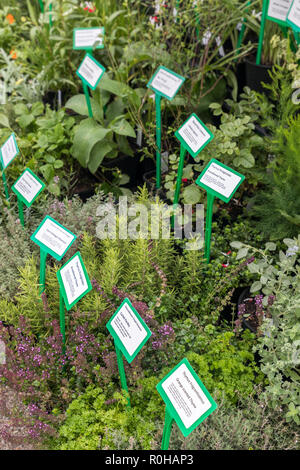 Etiketten auf Lebensmitteln Pflanzen zum Verkauf, Abergavenny Food Festival, Abergavenny, Wales, Großbritannien Stockfoto