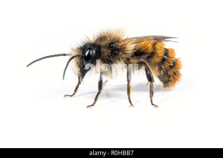 Ein Männchen Osmia bicornis Mason Bee auf einem weißen Hintergrund. Stockfoto