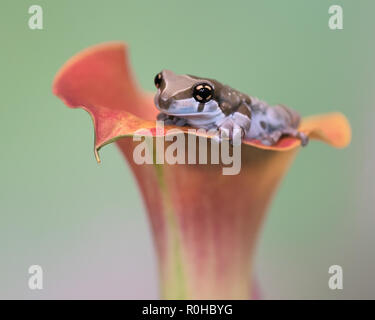 Mission golden-eyed Tree Frog oder Amazon Milch Frosch, auf einer calla Lilie Blume Stockfoto