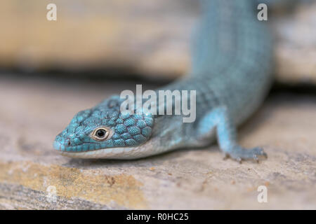 Nahaufnahme der ein Krokodil Echse (aus Mexiko) Stockfoto