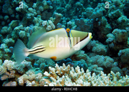 Picassofish (Rhinecanthus assasi) an einem Korallenriff in Sharm el Sheikh, Sinai, Ägypten Stockfoto