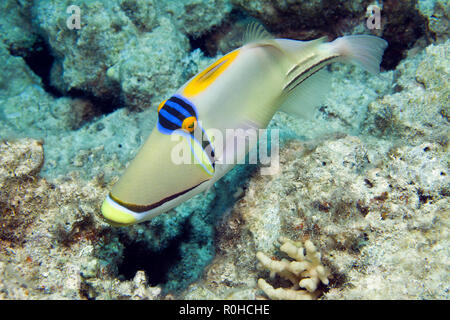 Picassofish (Rhinecanthus assasi) an einem Korallenriff in Sharm el Sheikh, Sinai, Ägypten Stockfoto