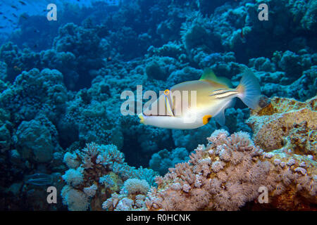 Picassofish (Rhinecanthus assasi) an einem Korallenriff in Sharm el Sheikh, Sinai, Ägypten Stockfoto