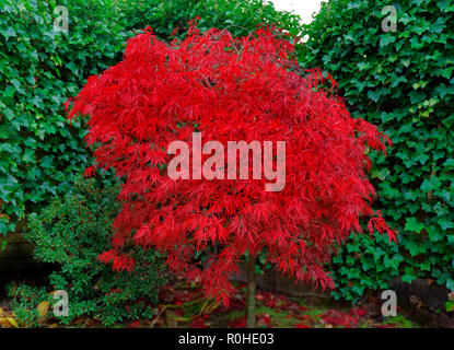 Japanischer Ahorn (Acer palmatum) Baum im frühen Herbst die Blätter zu fallen beginnen. Stockfoto