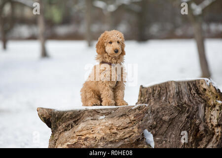 Pudel Welpen sitzen auf einem Baum. Pudel Welpen in den verschneiten Wien, Österreich - Pudelwelpe im verschneiten Wienerwald, Österreich Stockfoto