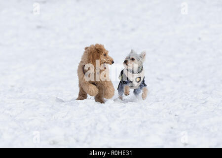 Hund Welpen im Schnee spielen. Pudel Welpen und ein Yorkshire Terrier Welpen in den verschneiten Wien, Österreich Stockfoto
