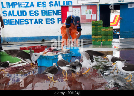 Peruanische Fischer in einen Tintenfisch in Pucusana Pier in einem bewölkten Morgen stall in touristische Stadt Pucusana in der Nähe von Lima. Stockfoto