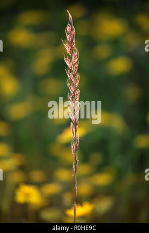 Schönen natürlichen grünen weed Hintergrund; Soft Focus Stockfoto