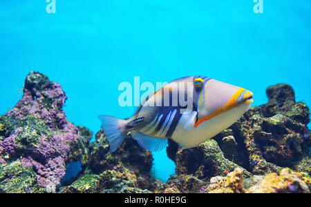 Lagune drückerfische Coral Reef Clown Drückerfisch Stockfoto