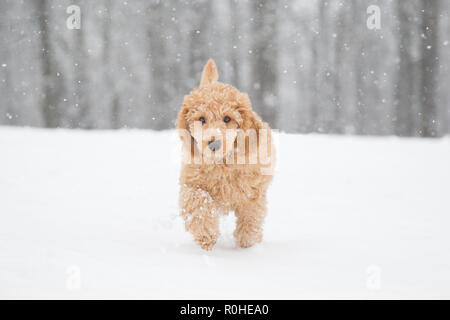 Pudel Schnee Spaß. Pudel Welpen in den verschneiten Wien, Österreich - Pudelwelpe im verschneiten Wienerwald, Österreich Stockfoto