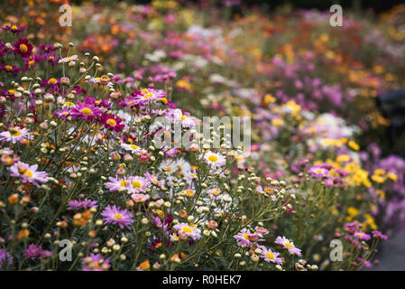 Herbst Blick auf den Wintergarten im Central Park, New York City. Stockfoto