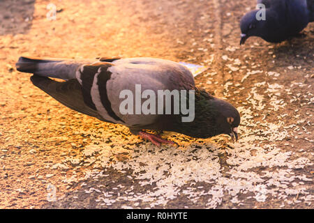 Eine Herde von Tauben in einem Sommer Park sitzen. Graue Taube auf schönen, sonnigen Tag. Freiheit, Frieden Konzept. Selektiver Fokus auf 1 taube Vogel in einer Gruppe. Stockfoto