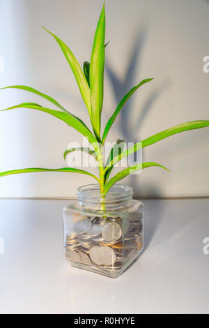 Pflanzen wachsen aus Münzen in einem Glas. Geschäft Geld Wachstum Konzept. Kleiner grüner Baum Blatt wachsen Münzen in der Flasche Container mit weißem Hintergrund Stockfoto
