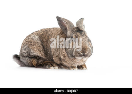 Gaint Continental Kaninchen Stockfoto