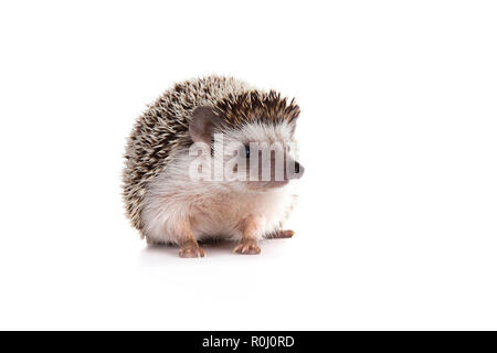 Pygm Igel, Stockfoto