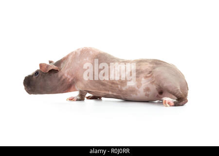 Skinny Pig Stockfoto