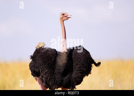 1 Strauß (Struthio camelus) männlichen Profil Portrait abfackeln Flügel Grünland Masai Mara National Reserve Kenia Ostafrika Stockfoto